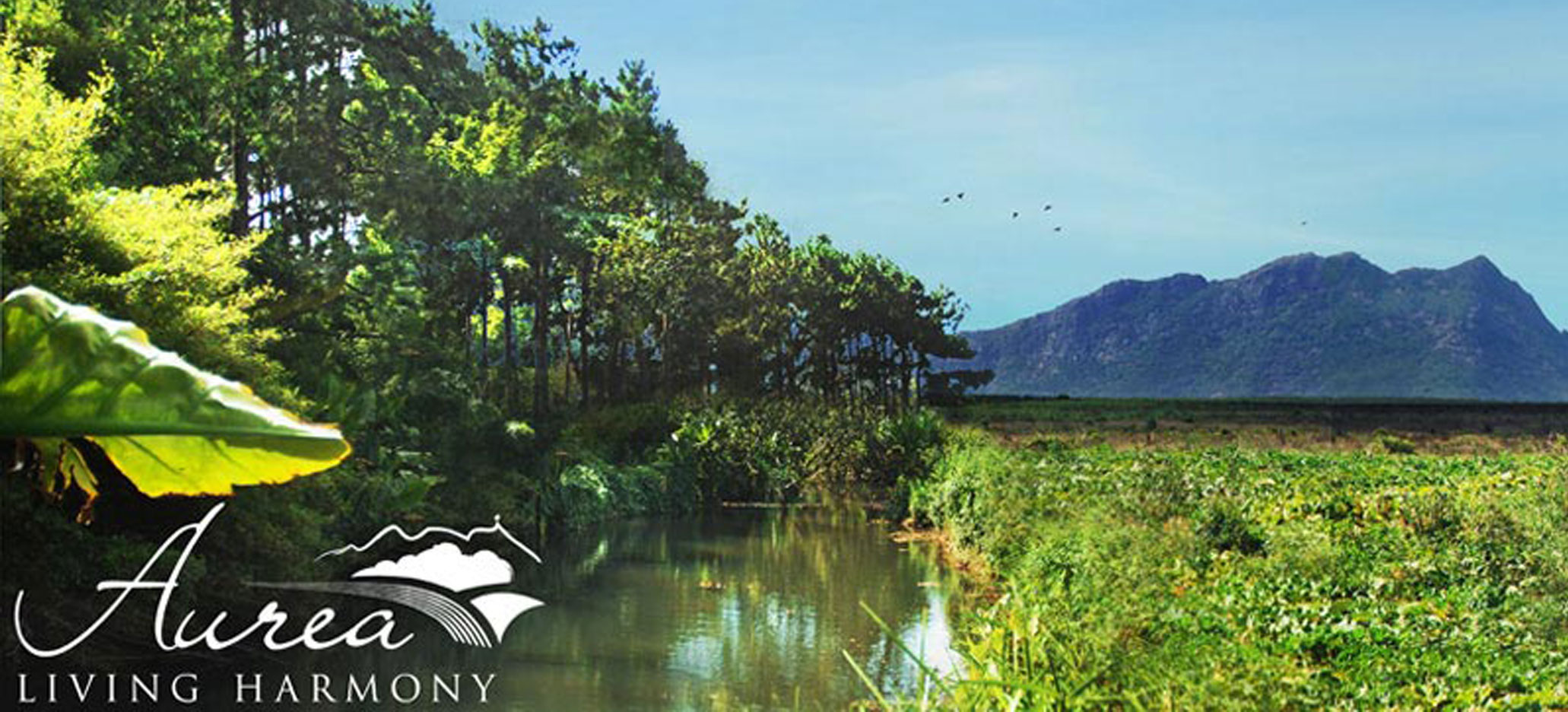 Aurea - Living Harmony Phase 2